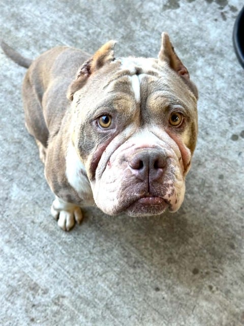 Photo of Fable, adoptable American Pit Bull Terrier in Chicago, Illinois