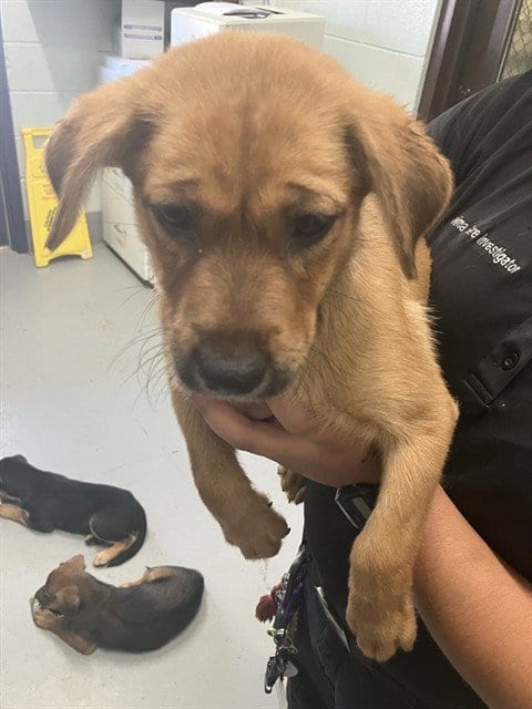 Photo of Go-Go, adoptable German Shepherd Dog in Corpus Christi, Texas