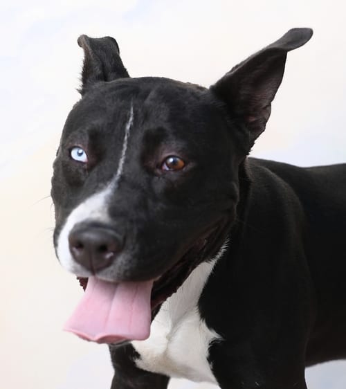 Photo of Cheech, adoptable Pit Bull Terrier in Pasadena, California