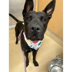 Photo of Omar, adoptable Terrier (Unknown Type, Medium) in Doral, Florida