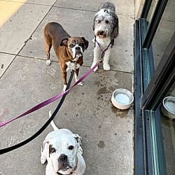 Photo of Ada, adoptable Boxer in Wethersfield, Connecticut