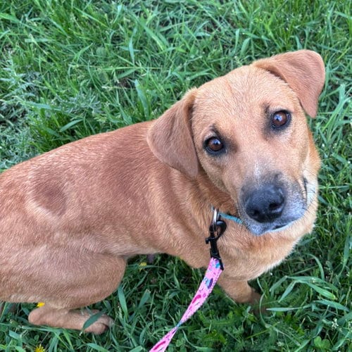 Photo of Sally, adoptable Labrador Retriever in Brooklyn Center, Minnesota