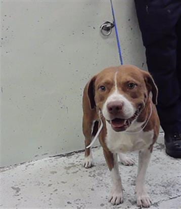 Photo of Rambo, adoptable Labrador Retriever in Houston, Texas