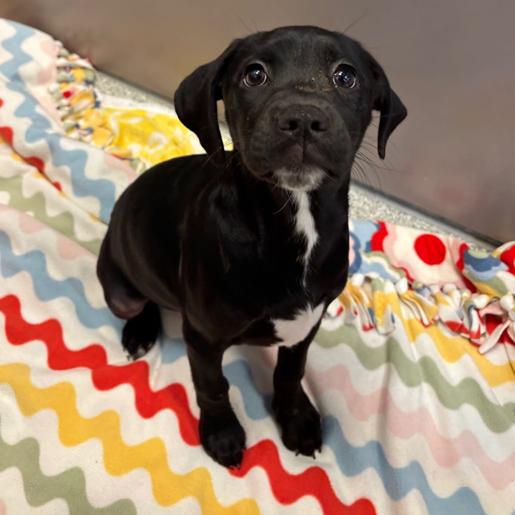 Photo of Corkscrew, adoptable Mixed Breed (Medium) in Dayton, Ohio
