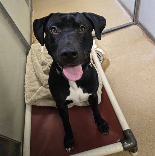 Photo of Hercules, adoptable Labrador Retriever in Sacramento, California