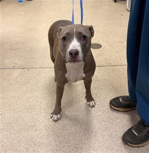 Photo of Milo, adoptable Pit Bull Terrier in Riverside, California