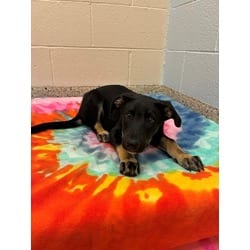 Photo of Dolly, adoptable Border Collie in Brighton, Colorado