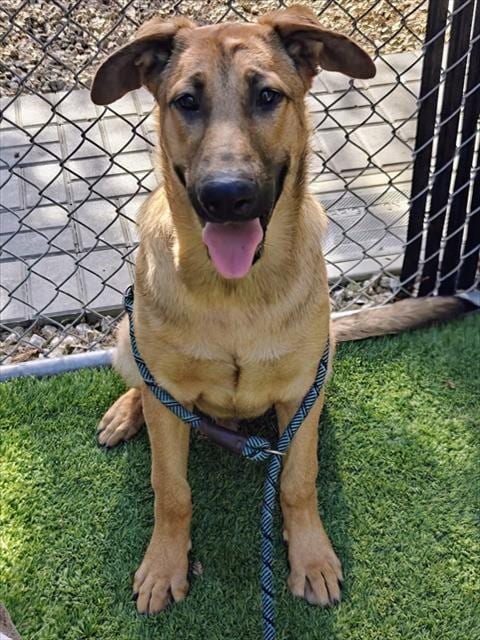 Photo of Jack Skellington, adoptable German Shepherd Dog in San Jose, California