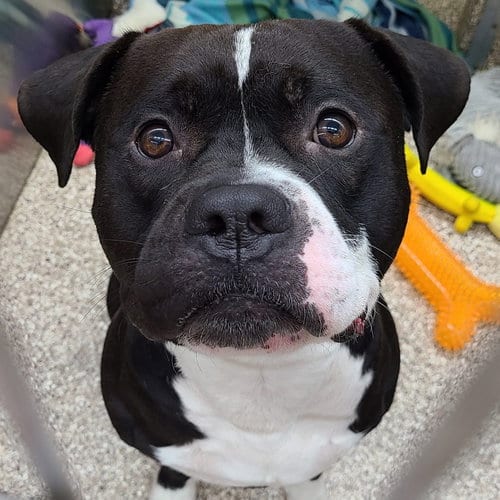 Photo of Oden, adoptable Pit Bull Terrier in Martinsburg, West Virginia