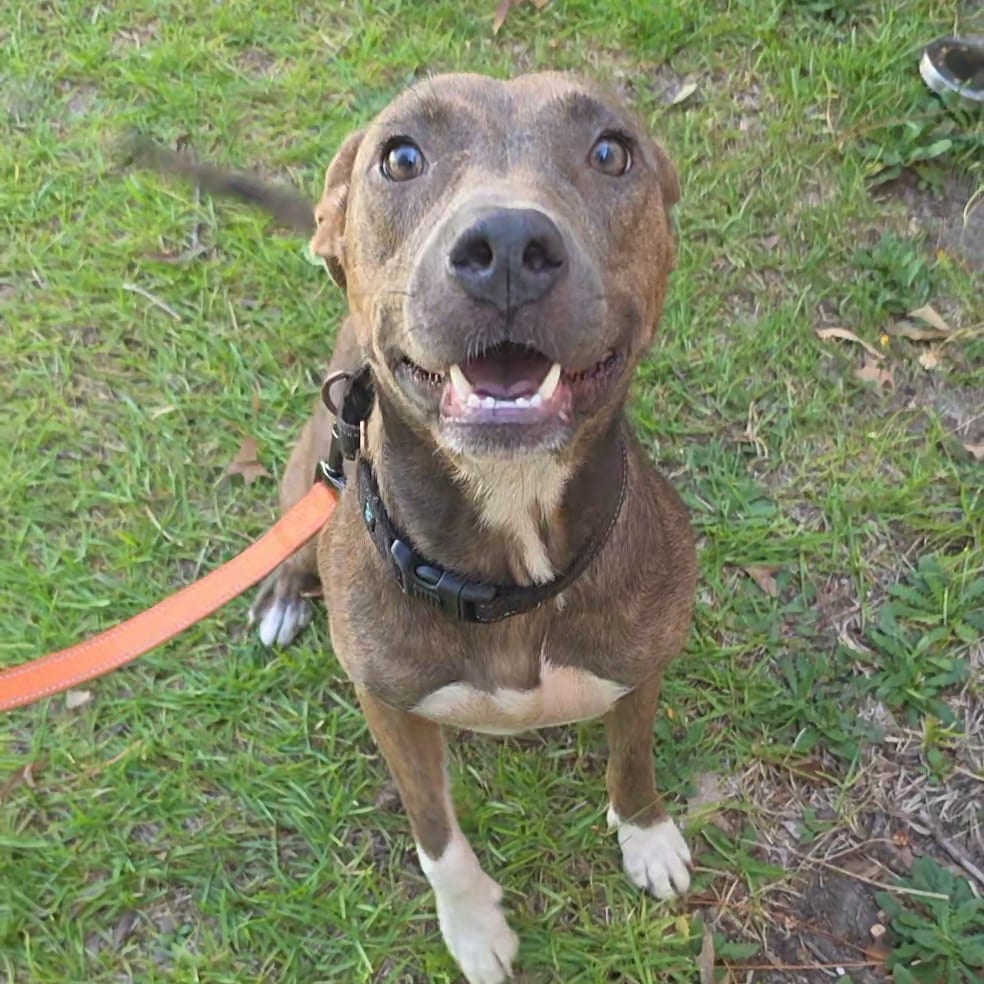 Photo of Ladybug, adoptable Mixed Breed (Medium) in Jersey City, New Jersey