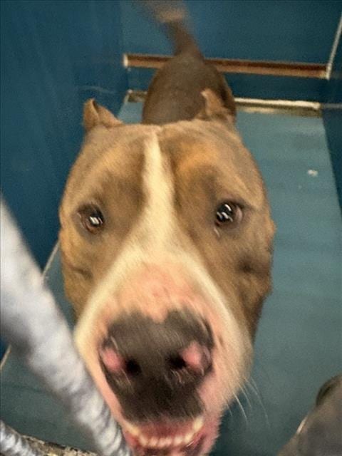 Photo of Zeus, adoptable Staffordshire Bull Terrier in Houston, Texas