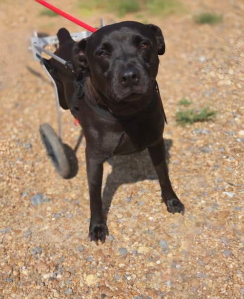 Photo of Genesis, adoptable Unknown breed (medium coat) in Jackson, Mississippi
