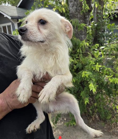 Photo of Resso, adoptable Chihuahua in San Antonio, Texas