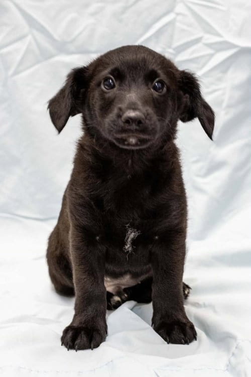 Photo of Poppy, adoptable Labrador Retriever in Pottstown, Pennsylvania
