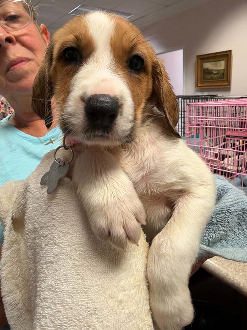 Photo of Glinda - Halloween Litter, adoptable Anatolian Shepherd in Holly Springs, North Carolina