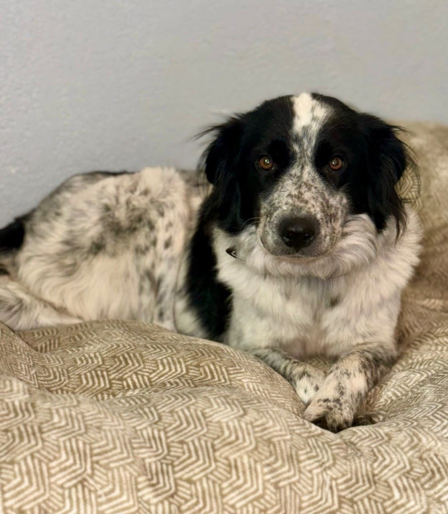 Photo of Margarine, adoptable Border Collie in Texas