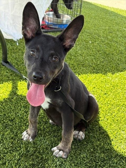 Photo of Birria, adoptable German Shepherd Dog in Baytown, Texas