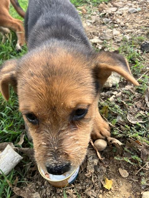 Photo of Berry, adoptable Basenji in Dallas, Texas