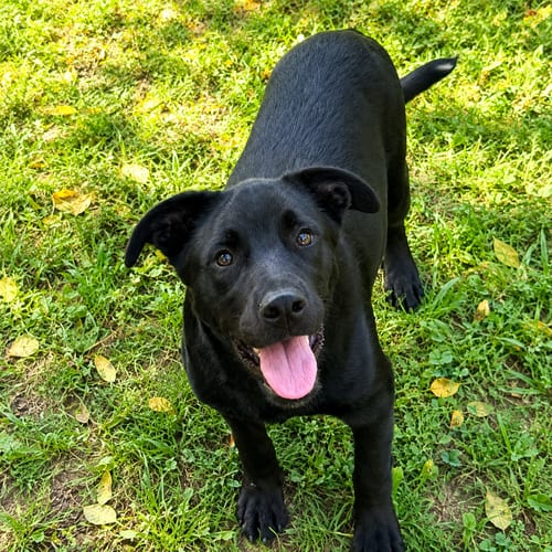 Photo of Vance, adoptable Labrador Retriever in Nashville, Tennessee
