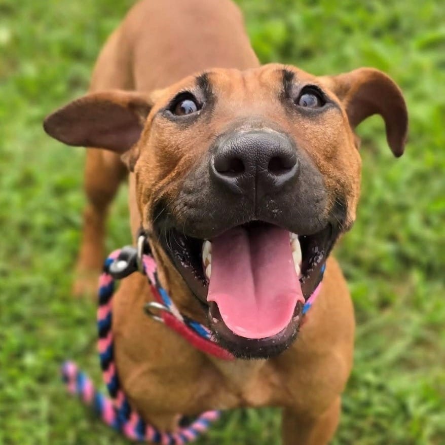 Photo of Hennessy, adoptable Mixed Breed (Medium) in East Hanover, New Jersey