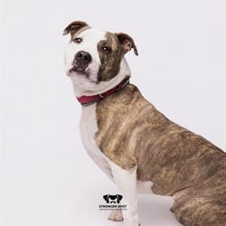 Photo of Gloria, adoptable Mixed Breed (Medium) in Land O'Lakes, Florida