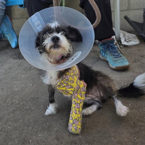Photo of Moony, adoptable Terrier in Long Beach, California