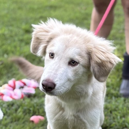 Photo of Ranger, adoptable Husky in Yardley, Pennsylvania