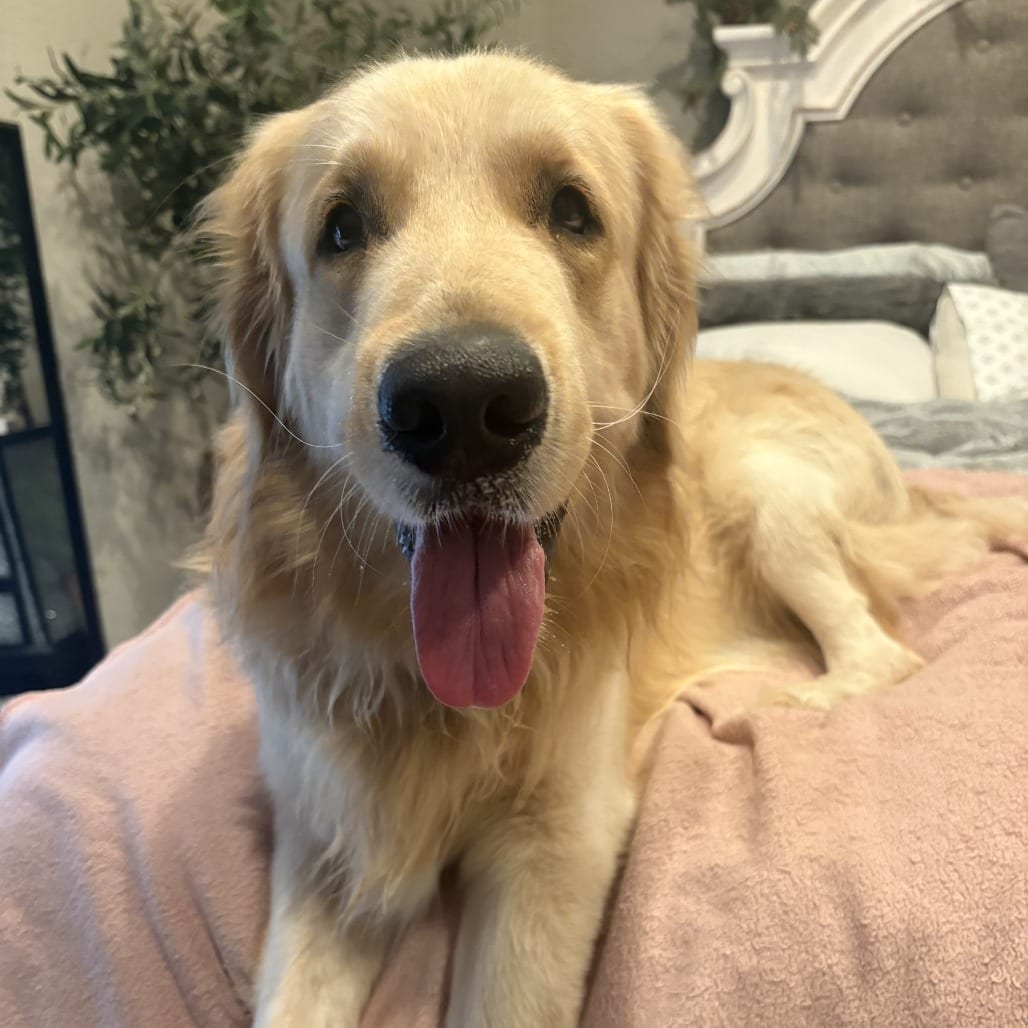 Photo of Beau (Bogangles), adoptable Retriever, Labrador in Santa Fe, Texas