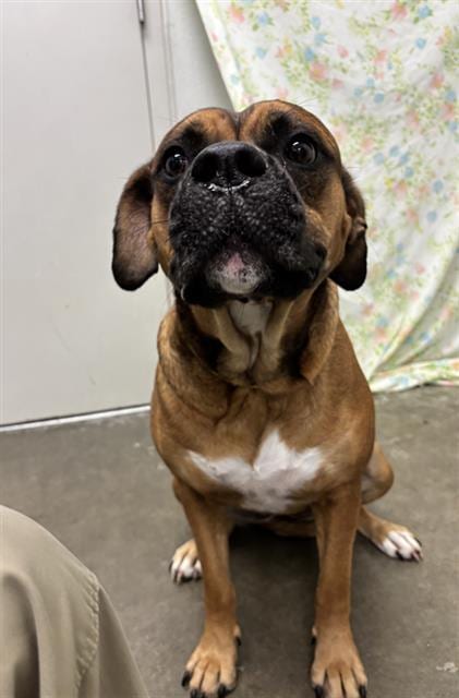 Photo of Jodie, adoptable Boxer in Rosenberg, Texas