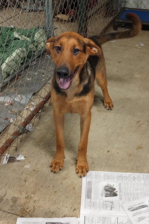 Photo of Shane, adoptable Doberman Pinscher in Frenchburg, Kentucky