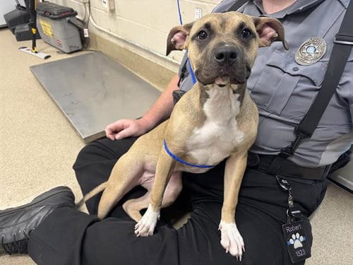 Photo of Ivy, adoptable American Staffordshire Terrier in Grand Prairie, Texas
