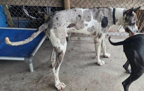 Photo of Zeus, adoptable Great Dane in Palm Beach, Florida