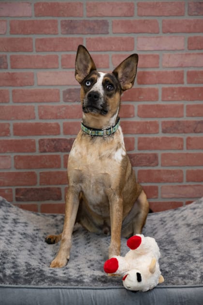 Photo of Camo, adoptable Australian Cattle Dog/Mix