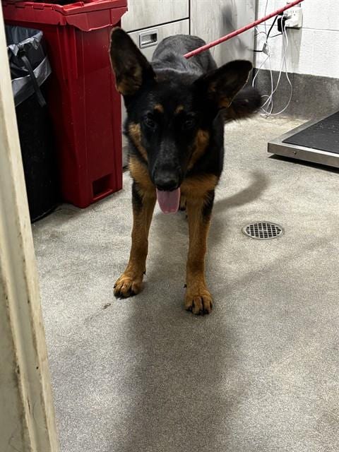 Photo of Maggie, adoptable German Shepherd Dog in Forestville, Maryland