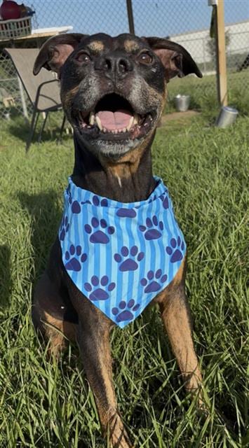Photo of Ozzy, adoptable Pit Bull Terrier in Rosenberg, Texas
