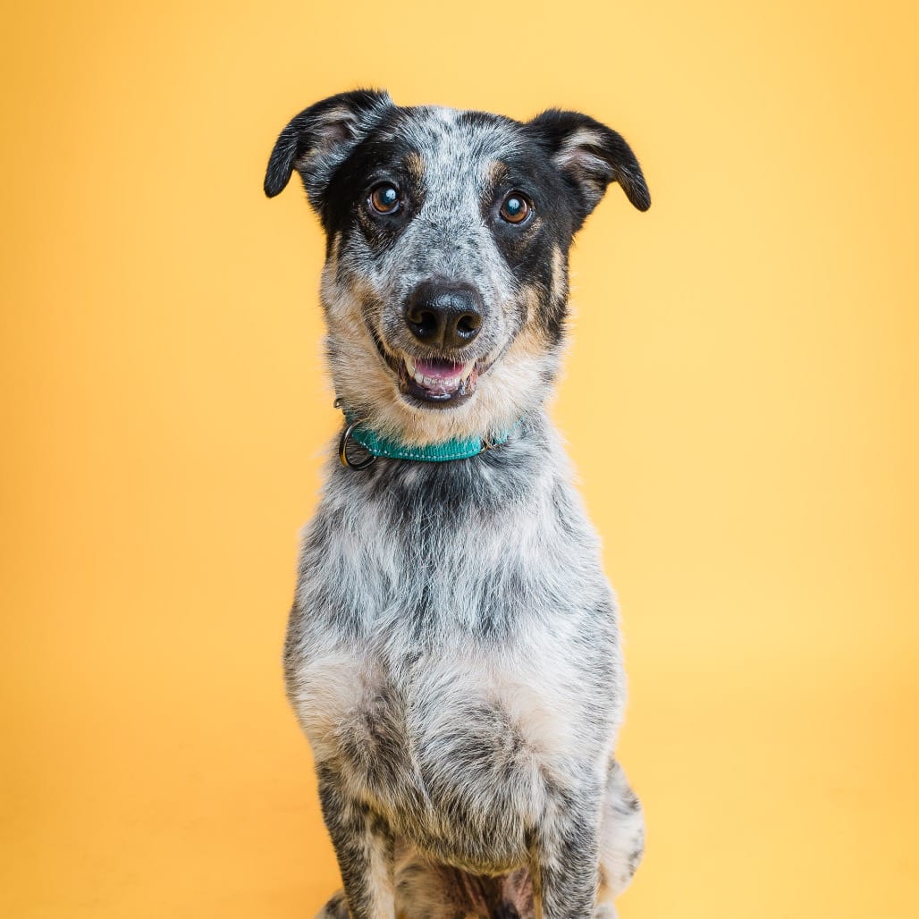 Photo of Tater, adoptable American Blue Heeler / Mix in Boonville, Missouri