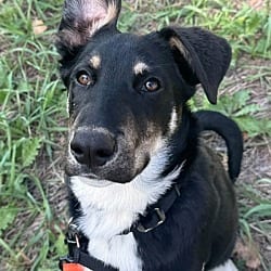 Photo of Veronica, adoptable Mixed Breed (Medium) in Littleton, Colorado
