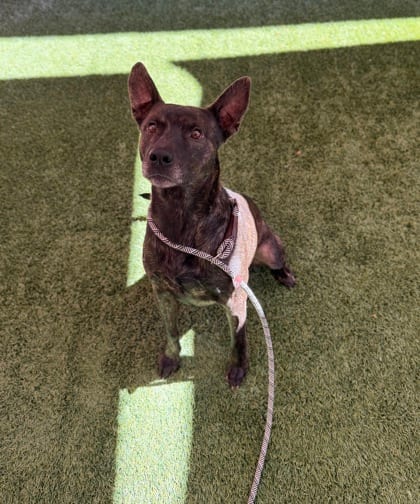Photo of Tucker, adoptable dog in Farmington, New Mexico