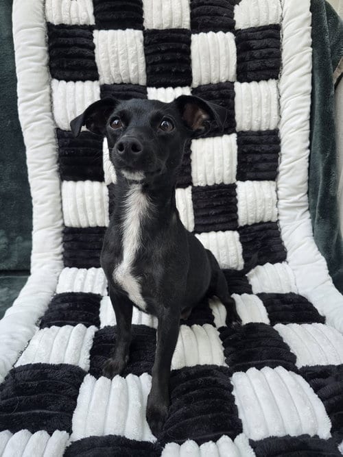 Photo of Onyx, adoptable Chihuahua in San Francisco, California
