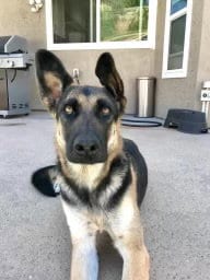 Photo of Harley, adoptable German Shepherd Dog in Dana Point, California