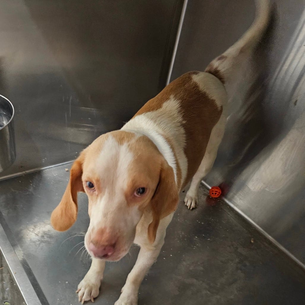 Photo of Cheeze-it, adoptable Beagle in Mount Vernon, Arkansas