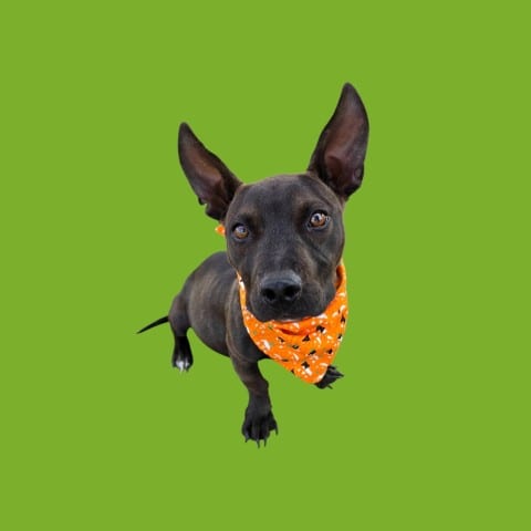 Photo of Terminator, adoptable Chihuahua in Bakersfield, California