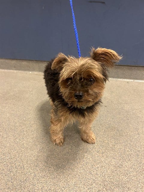 Photo of Bello, adoptable Yorkshire Terrier Yorkie in Miami, Florida