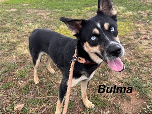 Photo of Bulma, adoptable German Shepherd Dog in Albuquerque, New Mexico