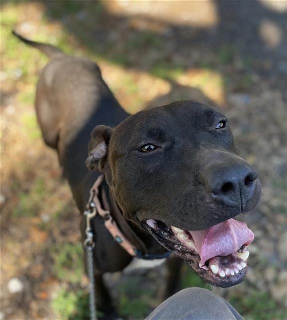 Photo of Picasso, adoptable dog in Palmetto, Florida
