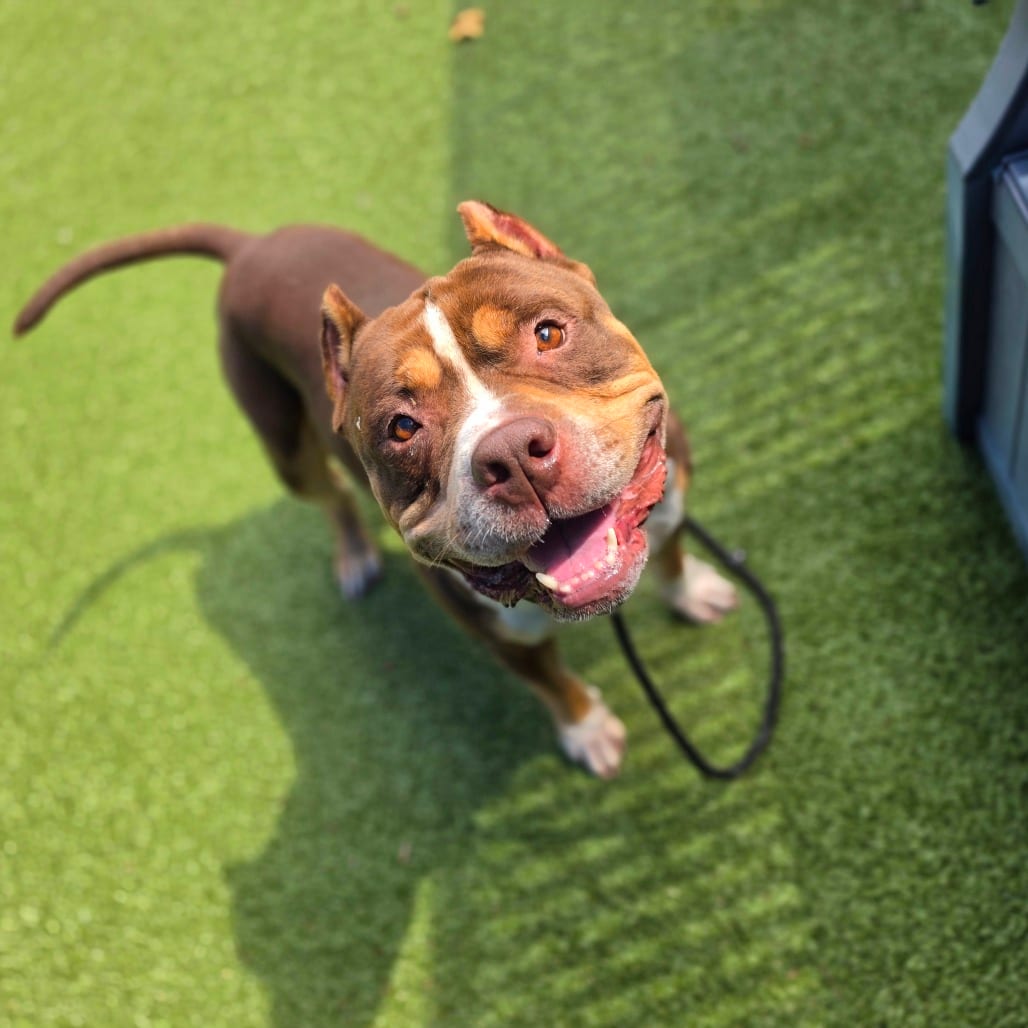 Photo of Bo, adoptable Bulldog, American / Terrier, American Pit Bull in Greensboro, North Carolina