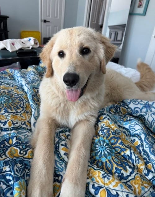 Photo of Chloe, adoptable Great Pyrenees in Mobile, Alabama