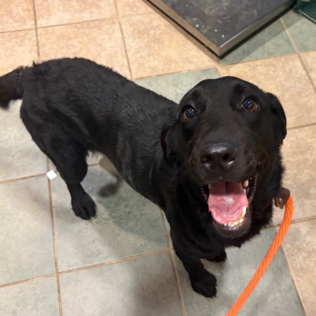 Photo of Quinn, adoptable Mixed Breed (Medium) in Chattanooga, Tennessee