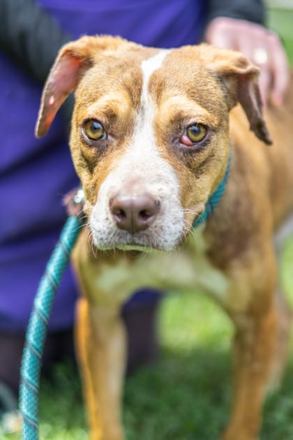 Photo of Hypo, adoptable dog in Chamblee, Georgia