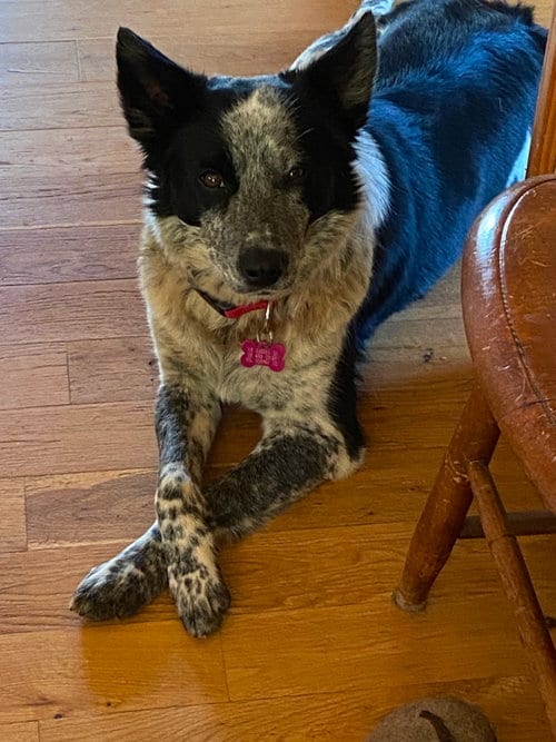 Photo of Zoe, adoptable Australian Cattle Dog/Blue Heeler in Murphy, North Carolina